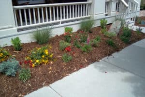 Front yard mulch with drought resistant plants