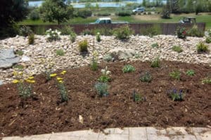 Mulch, plants and Xeriscaped Yard