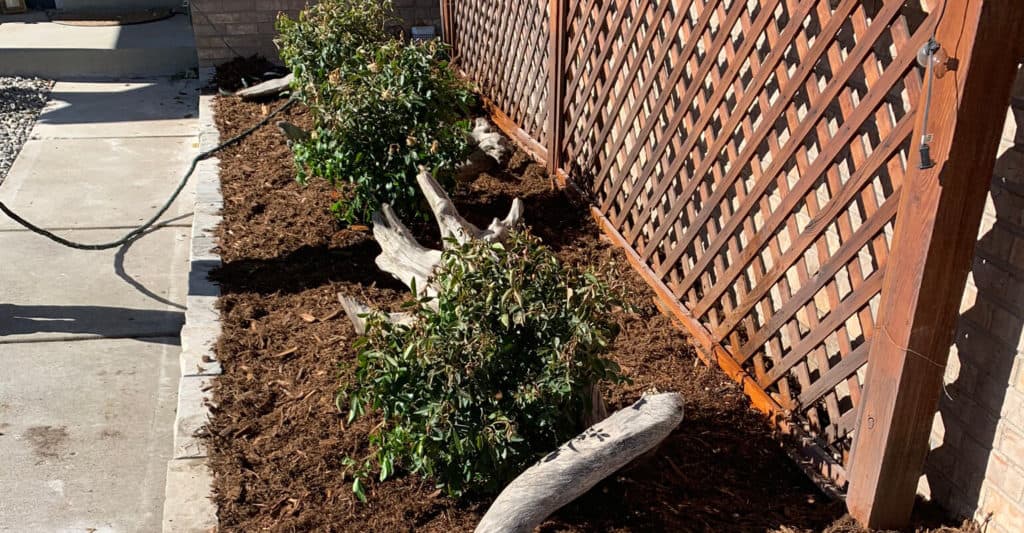 Rosebushes and mulch in Arvada Xeriscape Install