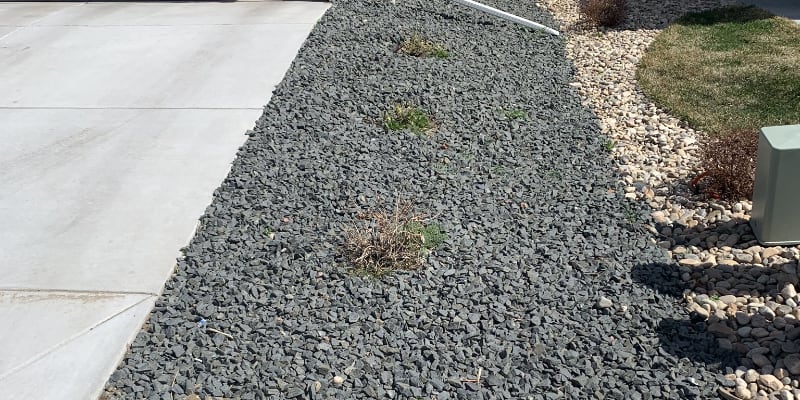 Spirea Bushes and Monzonite Rocks in Arvada Front yard