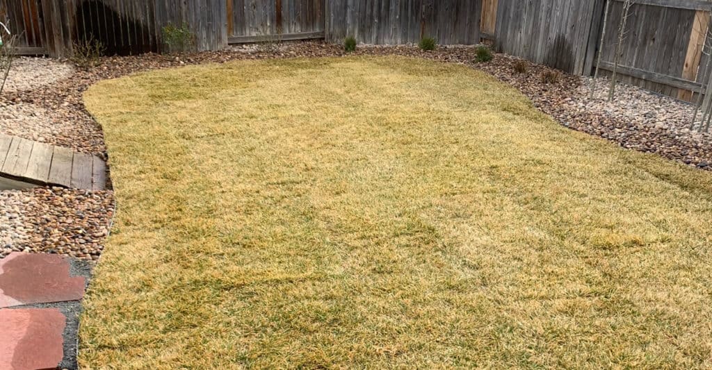Sod with boxwood plantings in Arvada Yard