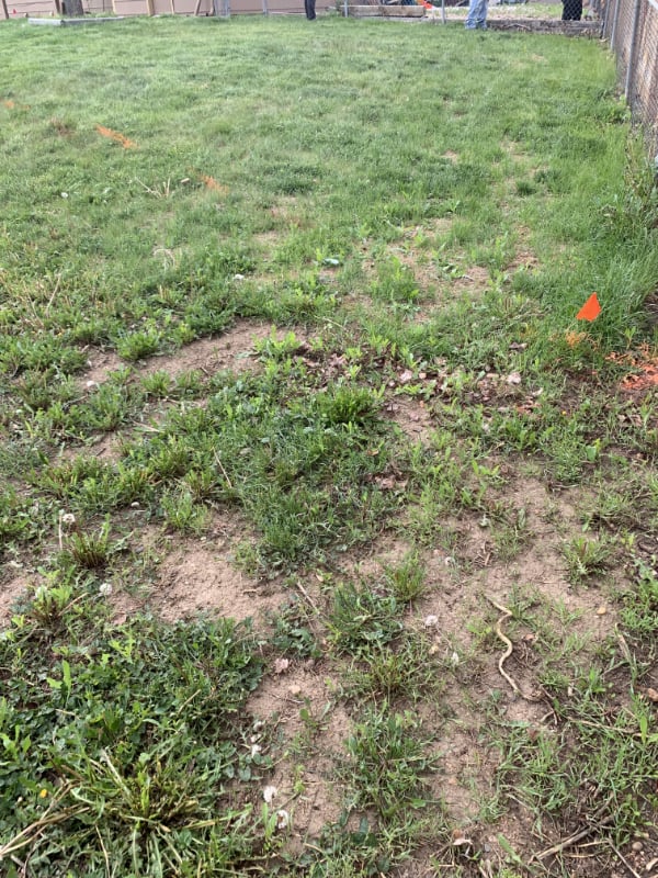 Lawn with weeds and crabgrass