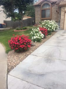 Rose Bushes planted in Rocks along driveway
