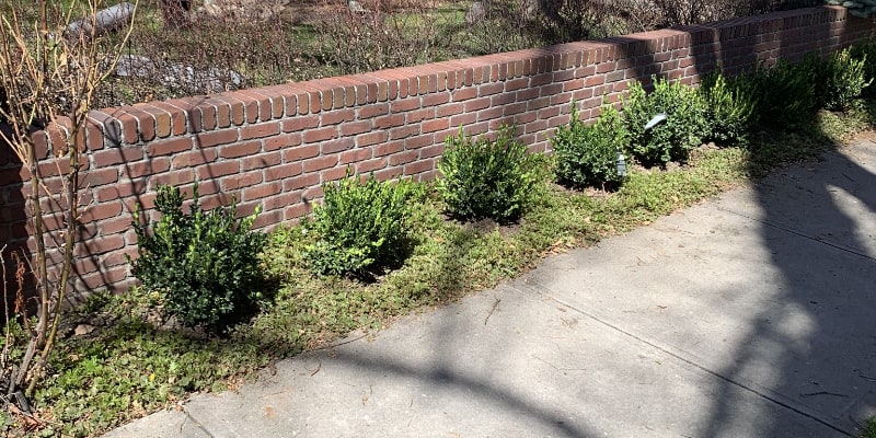 Boxwoods planted in front of Denver House