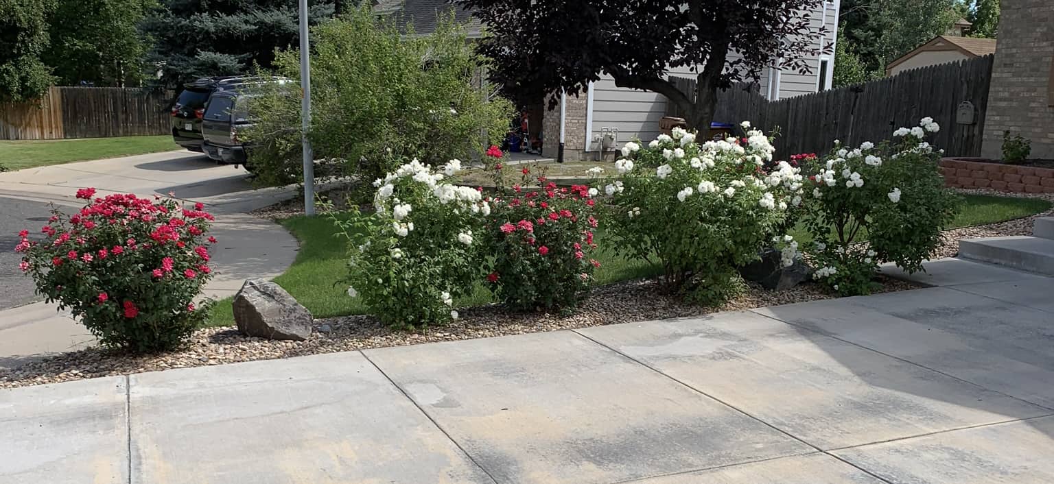 Iceberg and Double Knockout Roses Along Arvada Driveway