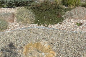 Xeriscape Rocks and plantings